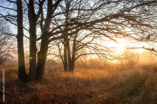 Obraz na płótnie Nature in late fall. Misty meadow in autumn. Trees in meadow with fallen leaves on ground. w salonie