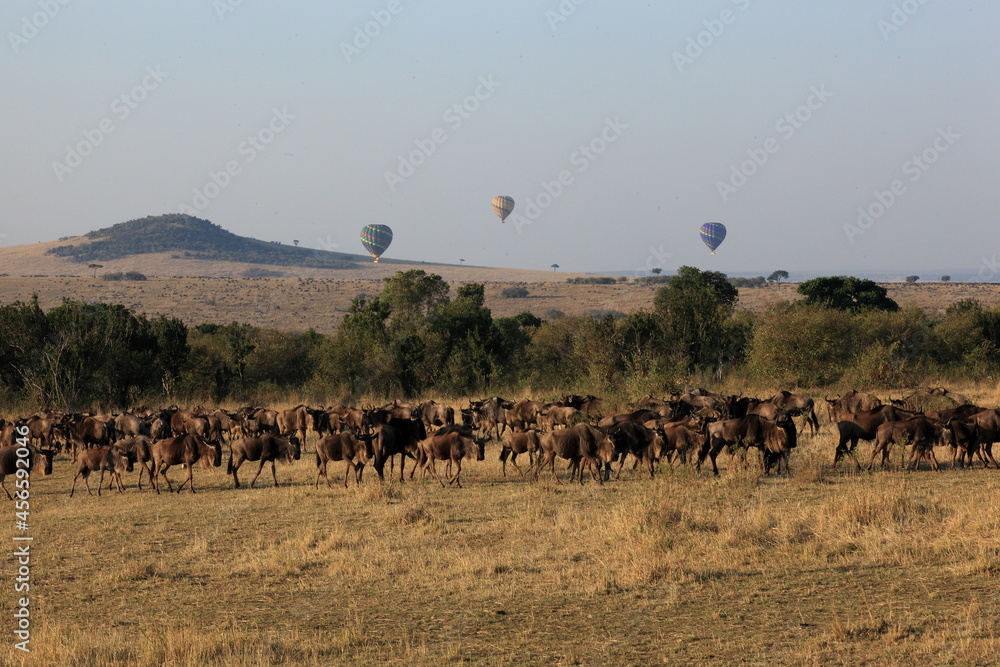 A Wildebeest herd walking in the bush. Taken in Kenya A Wildebeest herd walking in the bush. Taken in Kenya
