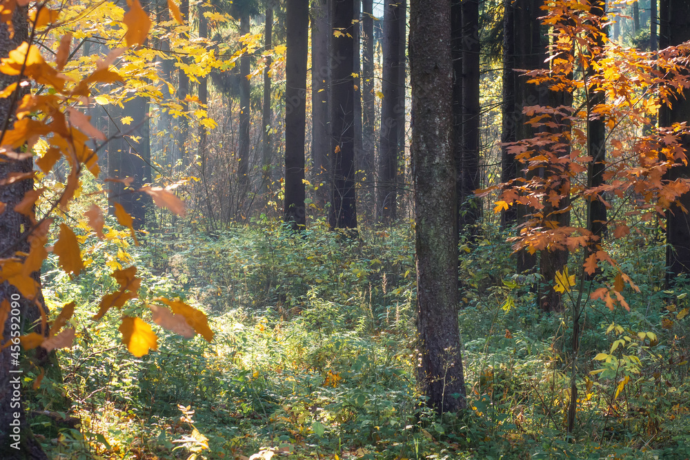 Scenery of autumn woodland in morning. Sunshine brings through between trunks trees. Different colors of leaves on trees.