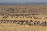 A Wildebeest herd on the plains of the Mara. Taken in Kenya