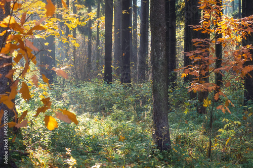 Obraz na płótnie Scenery of autumn woodland in morning. Sunshine brings through between trunks trees. Different colors of leaves on trees. w salonie