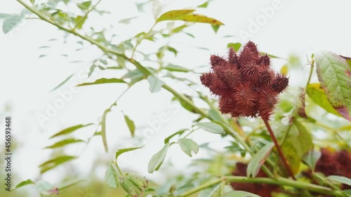 The ripening seeds of Glycyrrhiza echinata L., the liquorice plant. Medicinal plant in nature. Alhagi preudalhagi. photo