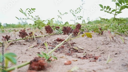 The ripening seeds of Glycyrrhiza echinata L., the liquorice plant. Medicinal plant in nature. Alhagi preudalhagi. photo