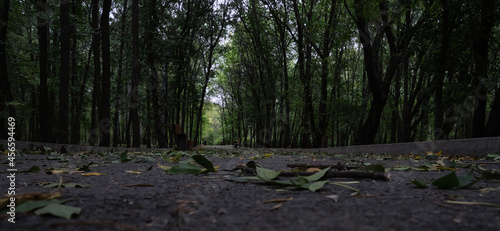 the road in the park is littered with fallen