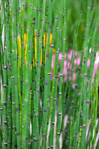 Many Horsetail (Equisetum) stems in the garden
