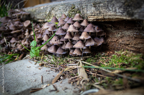 Mushrooms, toadstools, poisonous mushrooms grow under an old rotten wooden board. Macro photo of mushrooms.