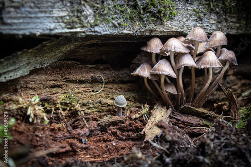 Mushrooms, toadstools, poisonous mushrooms grow under an old rotten wooden board. Macro photo of mushrooms.