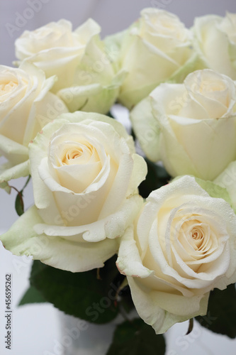 Closeup of white roses. Macro photography of a isolated white roses on a gray background  studio shoot