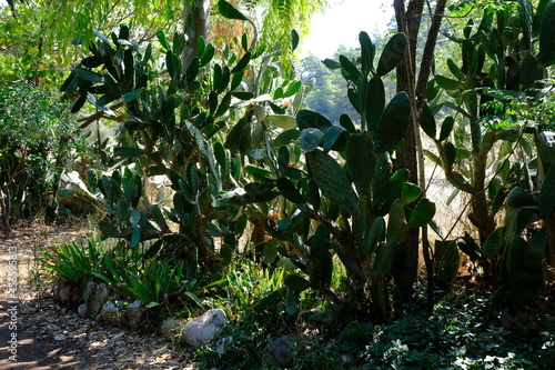 Cactus tree in the garden
