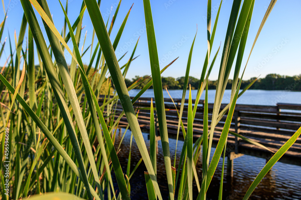 Obraz premium a shot of some Reeds foreground of a lake