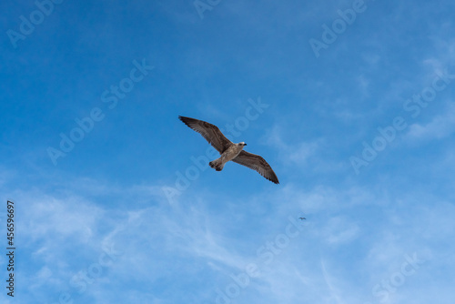 seagull in flight