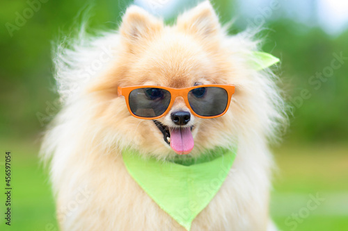 cool male dog pomeranian german spitz with glasses, bandana, hipster © Елена Якимова