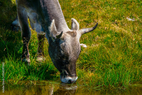 cow in the mountains, Ostereich, Austria photo