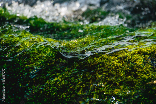 water drops on green moss © TheZerdas