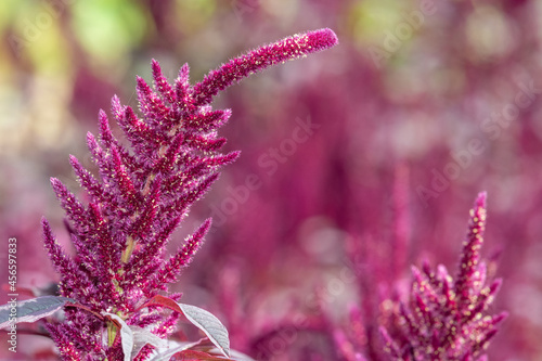 Prince of Wales feather (amaranthus hypochondriacus) plant photo