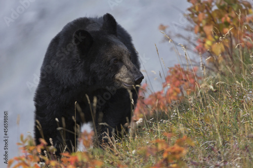 Autumn bear feeds on vegetation along Medicine Lake in Jasper National Park in Alberta, Canada