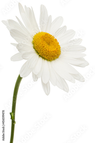 White flower of chamomile  lat. Matricaria  isolated on white background