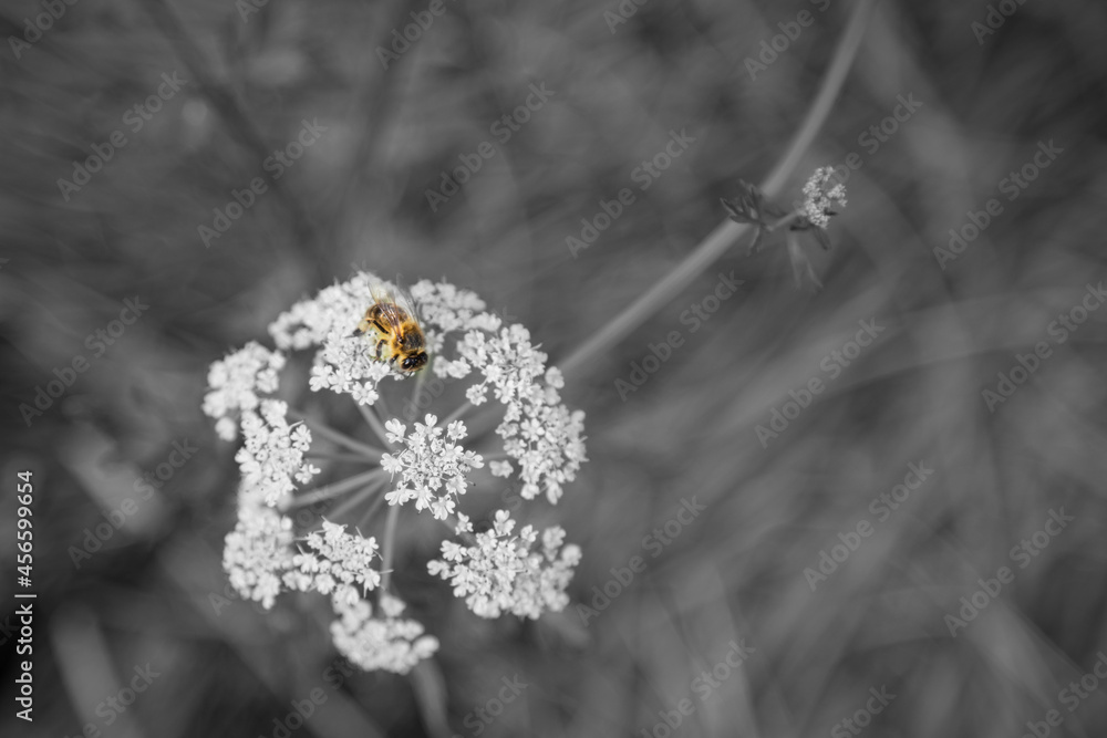Naklejka premium Little bee over a flower