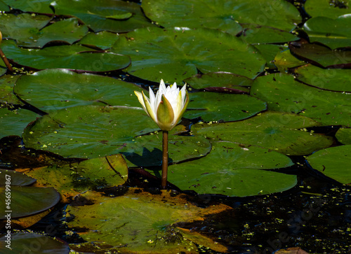 water lily in a pond in central massachusetts