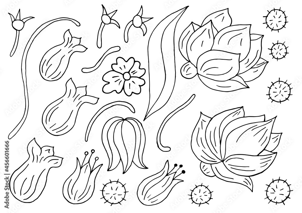 Floral illustration in hand draw style