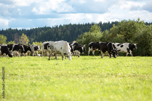 Wallpaper Mural A herd of white and black cows walks through a green meadow against the background of the forest . High quality photo Torontodigital.ca