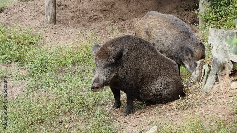 A large wild boar in a natural environment itches his ass against the dead tree the day. Latvia, Ligatne A large wild boar in a natural environment itches his ass against the dead tree the day. Latvia, Ligatne