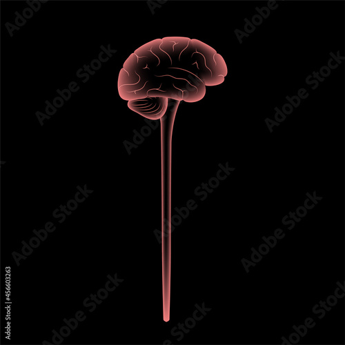 Central nervous system