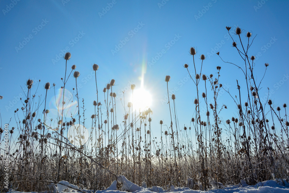 Obraz premium Wild teasel in a field in winter with snow , sun , blue sky and lens flares
