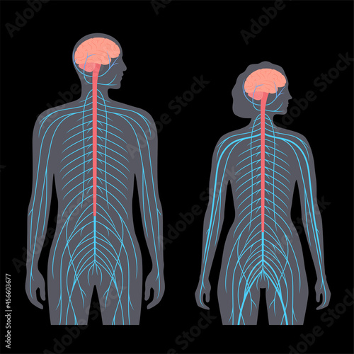 Central nervous system