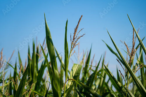 Agribusiness and agriculture, farmland in France Brittany region. Green corn crop field in northern France in Bretagne. Cereals and forage crops corn. agricultural land under organic production