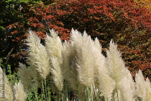 Feather like Pampas grasses in fall photo