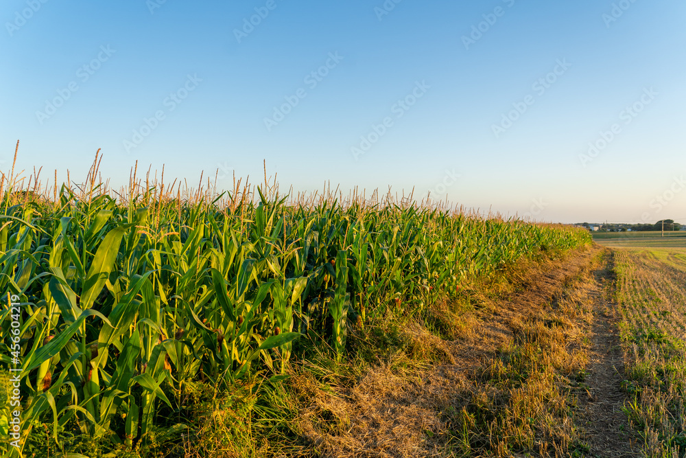 industrial agriculture corn