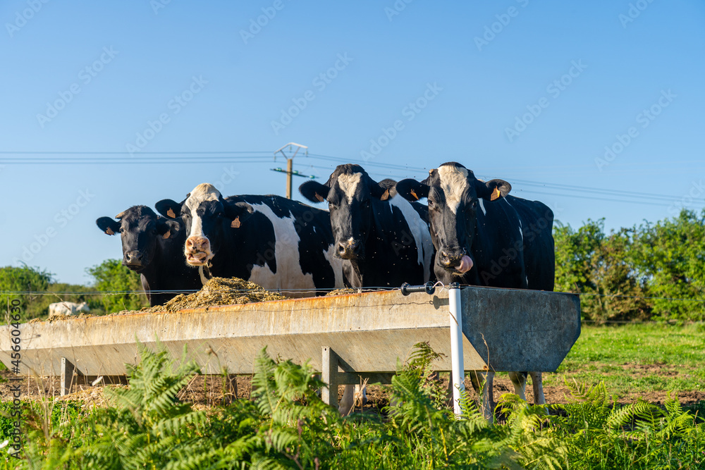 Agriculture, farming and animal husbandry theme in north of France region  of Brittany. Black and white cattle graze in meadow in summer. French Cows  bicolor in Bretagne. Organic meat dairy business Stock