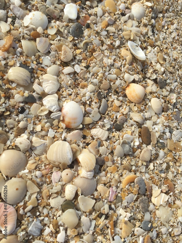 Caracoles en la arena