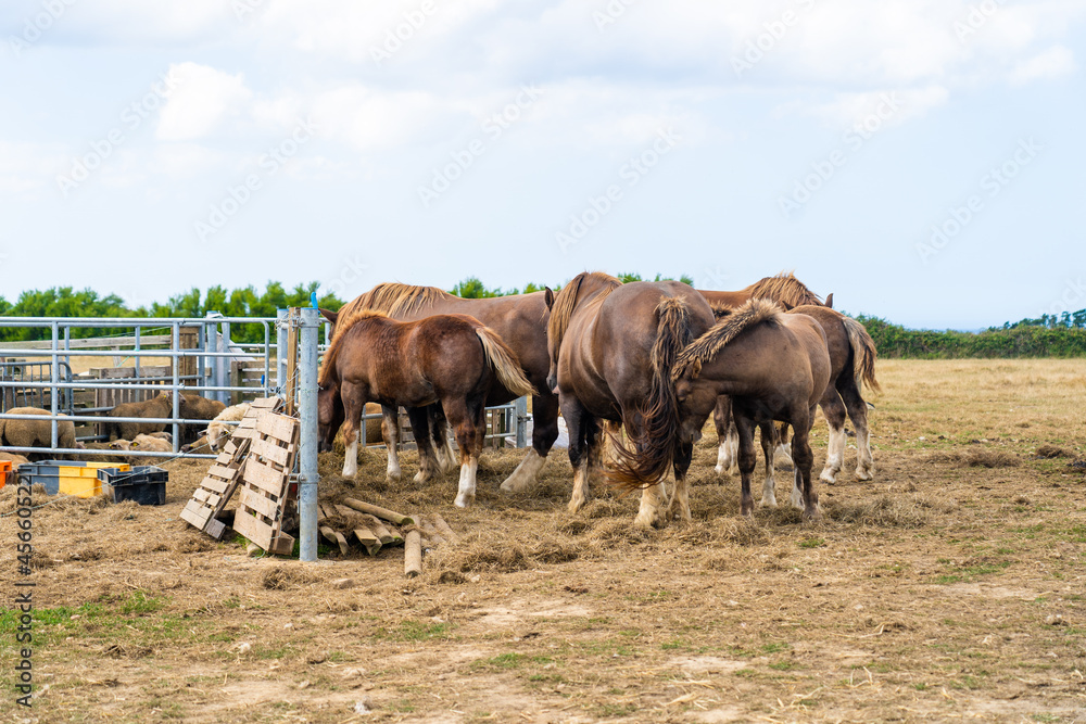 Horse grazing and family farming in France Brittany region. Animal farm, horse breeding and animal husbandry in northern europe in france in Bretagne. Herd of horses in a pasture on a farm