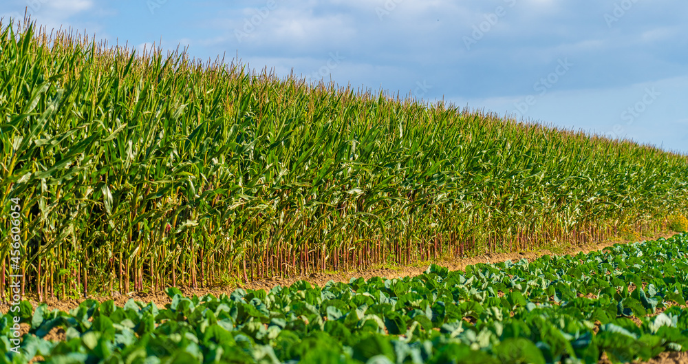 Fototapeta premium Agriculture in France is Bretagne region. Fields of ready to harvest corn in late summer. Cultivation of grain crop of corn in north of Europe. Maize hybridization field Brittany region of France