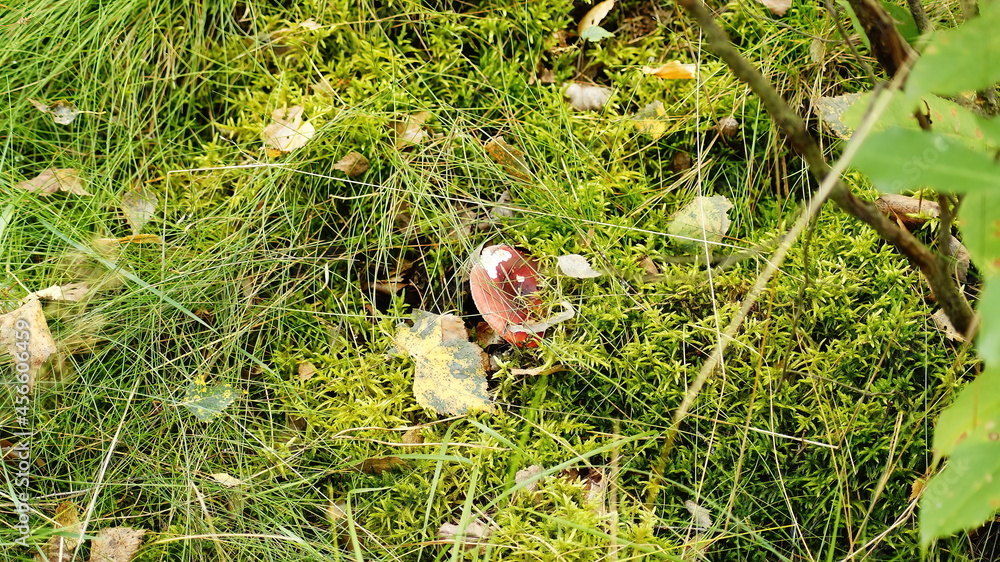 the grass the grass
