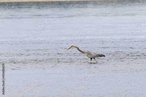blue heron hunting fish in shallow water