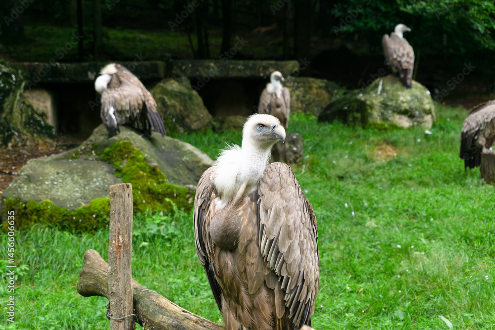 Close-up of a Gyps fulvus and in the background more vultures perched on some rocks in nature Close-up of a Gyps fulvus and in the background more vultures perched on some rocks in nature