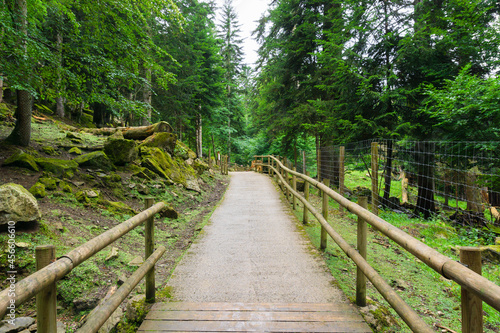 Path in a forest with a wooden railing and protective fences for wild animals