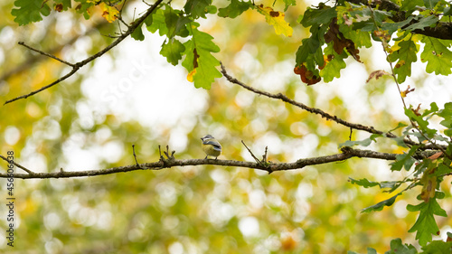 Tit on abranch in the woods. Autumn colors