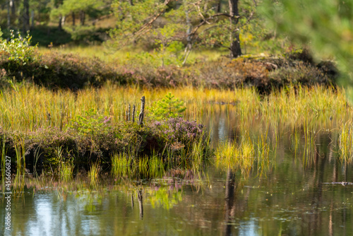Autumn colors in the Kemeri National Park, Latvia