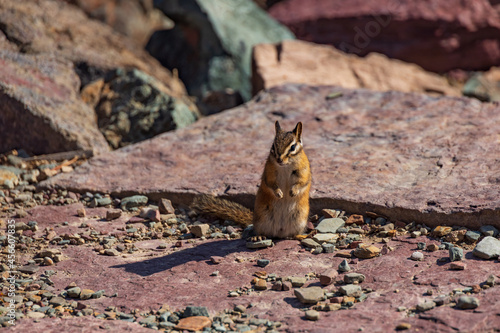 Chipmunk sitting on rocky ground © Martina