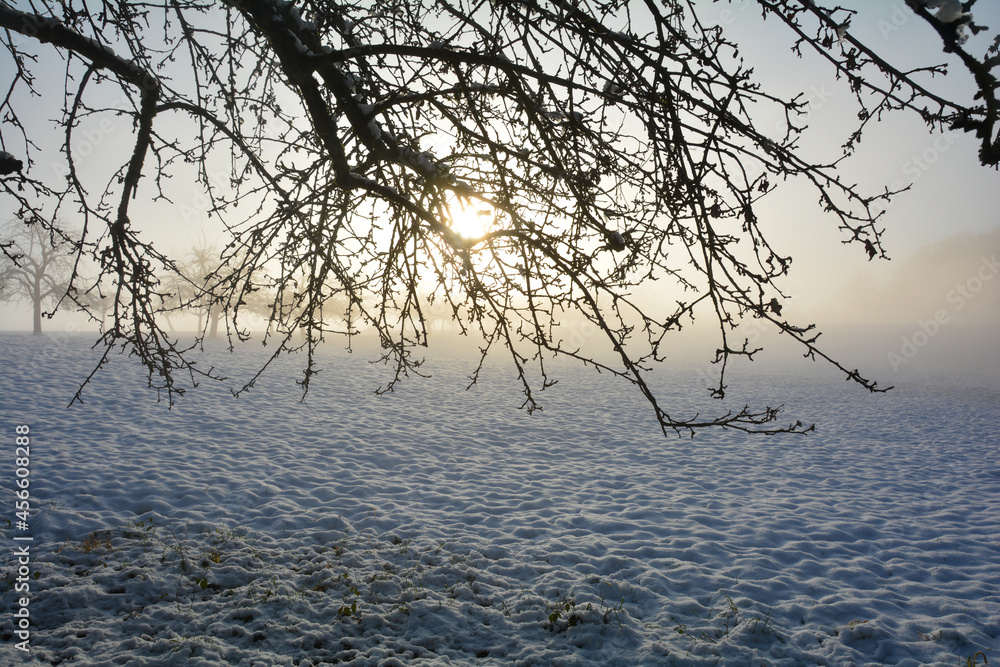 Fototapeta premium Snow-covered landscape branches at sunrise