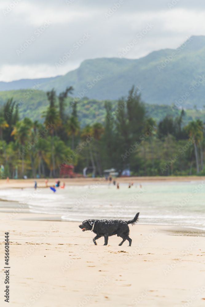 Black dog running in surf of tropical sandy beach against mountains Black dog running in surf of tropical sandy beach against mountains