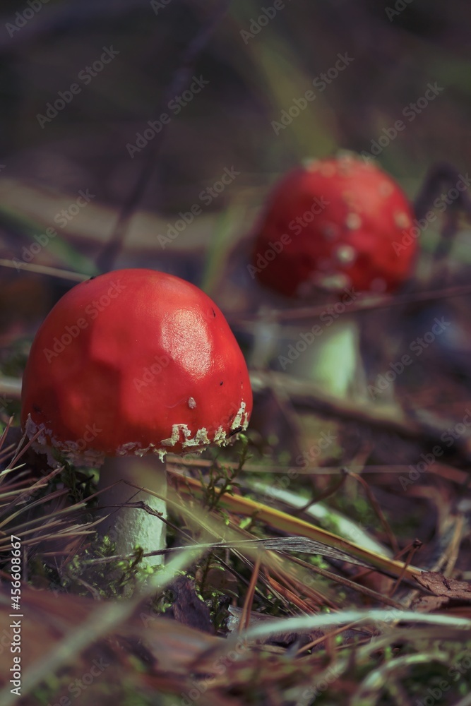 Amanita muscaria, Euro-Asian Fly Agaric, Fly Agaric, Fly Amanita. Two red fly agarics with white spots on forest floor. Outdoors. Red amanita close-up. Autumn background with red mushrooms. Vertical. Amanita muscaria, Euro-Asian Fly Agaric, Fly Agaric, Fly Amanita. Two red fly agarics with white spots on forest floor. Outdoors. Red amanita close-up. Autumn background with red mushrooms. Vertical.