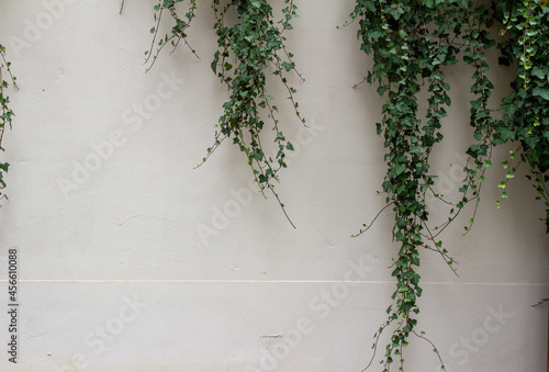Green ivy vines and leaves partially covering a vintage white European stone wall texture background
