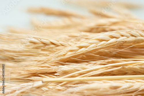 close of several dried wheat seed stalks on a white background.