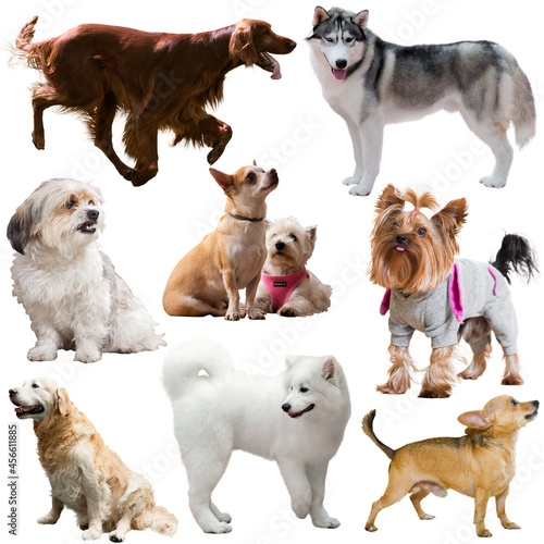 Fototapeta Naklejka Na Ścianę i Meble -  Collection of different purebred dogs isolated on white background..