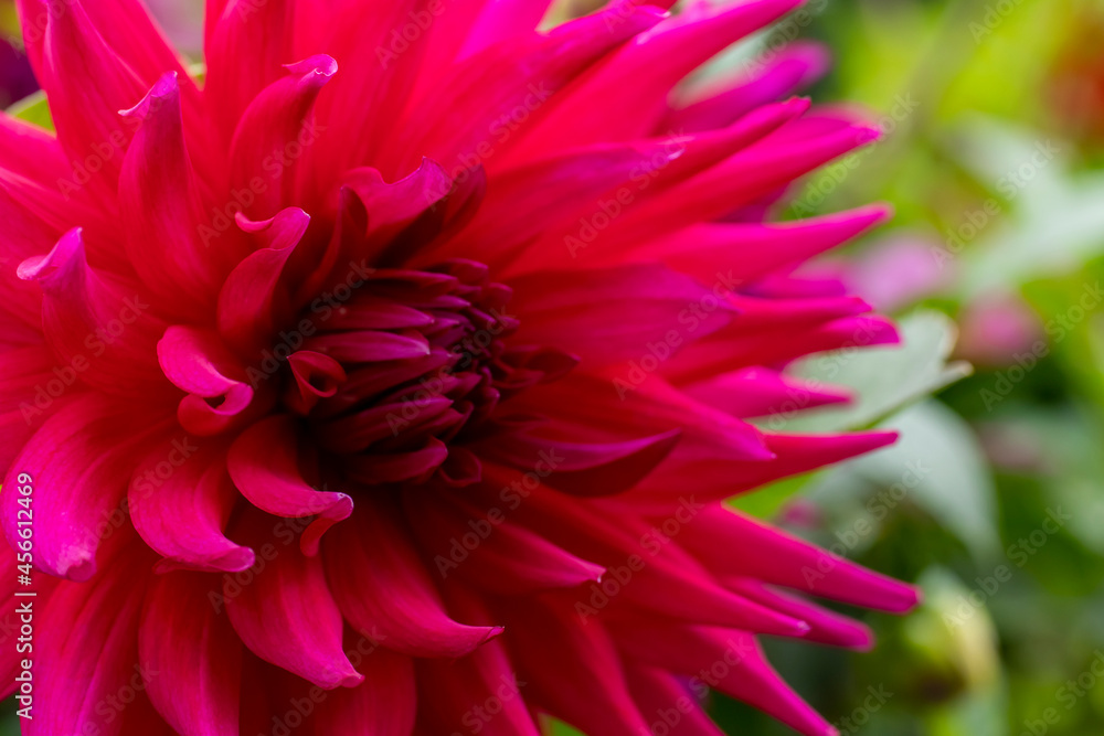 Dahlia flower close up for design and desktop background